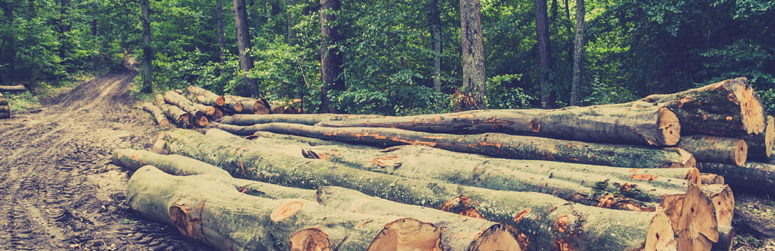 Pile of wood in the forest by the road